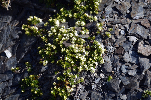 Fleurs