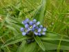 Gentiana cruciata