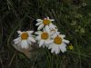 Tanacetum corymbosum