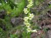 Digitalis lutea