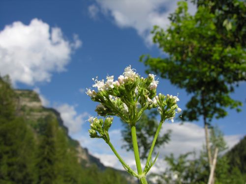 Fleurs