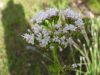 Valeriana officinalis subsp. officinalis