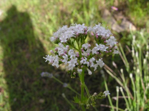 Fleurs