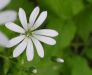 Stellaria nemorum