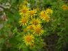 Inula helvetica