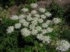 Heracleum sphondylium