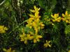 Genista sagittalis