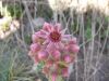 Sempervivum tectorum