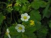 Fragaria vesca