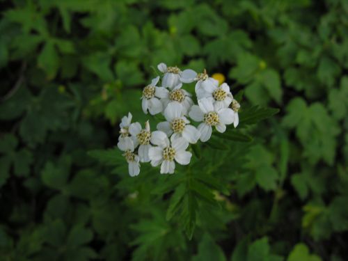 Fleurs