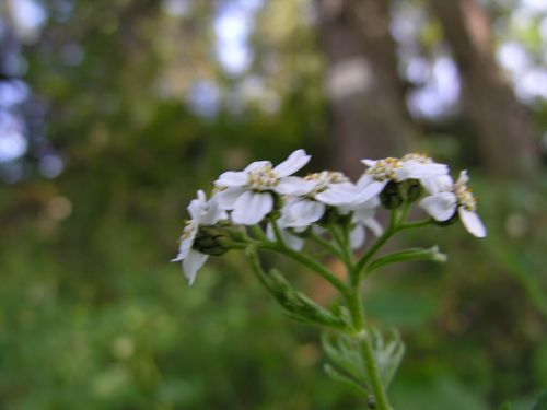 Fleurs