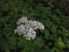 Achillea macrophylla