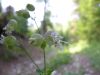 Silene vulgaris