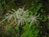 Aruncus dioicus