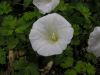 Calystegia sepium