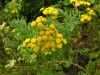 Tanacetum vulgare