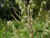 Artemisia vulgaris