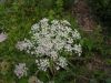 Daucus carota