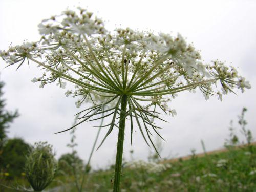 Fleurs