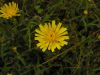 Hieracium umbellatum