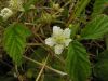 Rubus fruticosus