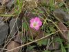 Convolvulus arvensis