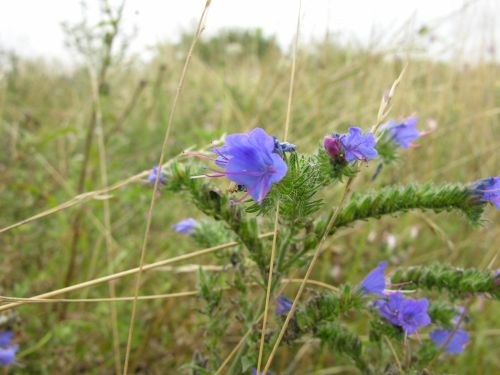 Fleurs