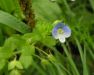 Veronica filiformis