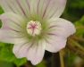 Malva neglecta