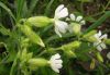 Silene latifolia