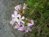 Saponaria officinalis