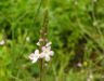 Verbena officinalis