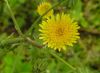 Sonchus asper