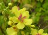 Verbascum nigrum