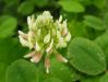 Trifolium repens