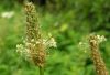 Plantago lanceolata