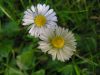 Bellis perennis