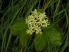 Cornus sanguinea