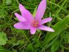 Colchicum alpinum