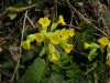 Primula veris