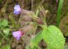 Pulmonaria longifolia