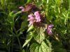 Lamium purpureum