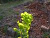 Euphorbia amygdaloides