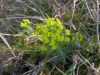 Euphorbia cyparissias