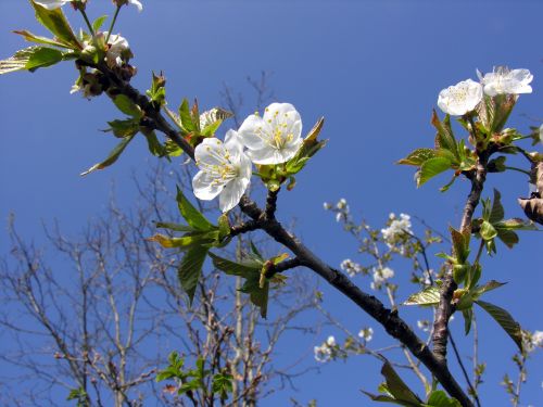 Fleurs