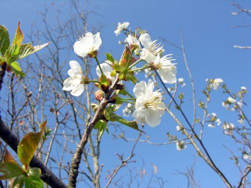 Fleurs