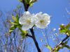 Prunus avium