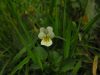 Viola arvensis