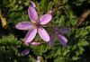 Erodium malacoides