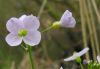 Cardamine pratensis